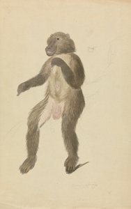 Ein Mandrill