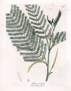 Akazie a Cachou oder Cachoutier - Katechu, Acacia catechu. Handkolorierte Kupferstichgravur aus einer botanischen Illustration von James Sowerby aus William Woodville und Sir William Jackson Hooker