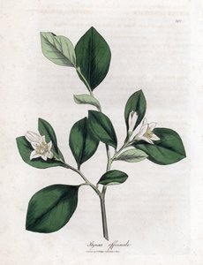 Storax, Styrax officinalis von James Sowerby