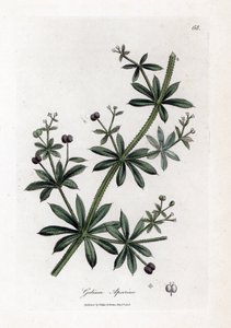 Kletten-Labkraut, Galium aparine von James Sowerby