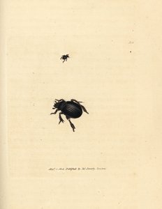 Aphodius arenarius Käfer (Scarabaeus ovalis). Handkolorierter Kupferstich von James Sowerby aus The British Miscellany, oder Coloured figures of new, rare, or little known animal subjects. von James Sowerby