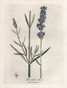 Spitzenlavendel