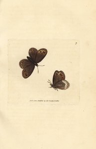 Arran-Braun, Erebia ligea (Papilio ligea). Handkolorierter Kupferstich von James Sowerby aus The British Miscellany, oder Coloured figures of new, rare, or little known animal subjects. von James Sowerby
