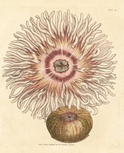 Pferdeaktinie, Actinia equina