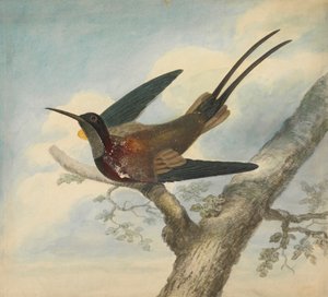 Paradiesvogel und Rückseite: Skizze einer Blume