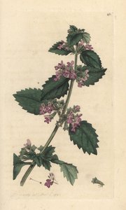 Schwarznessel, Ballota nigra. Handkolorierter Kupferstich nach einer Illustration von James Sowerby aus James Smith