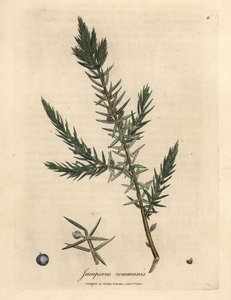 Zweig und Beeren des Gemeinen Wacholders, Juniperus communis