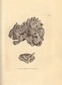 Brotkrumenschwamm, Halichondria panicea (Kompakter Röhrenschwamm; Spongia compacta). Handkolorierter Kupferstich von James Sowerby aus The British Miscellany, oder Coloured figures of new, rare, or little known animal subjects. von James Sowerby