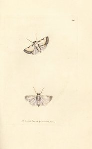 Brixton-Schönheit, Acontia nitidula (Phalaena catena). Handkolorierte Kupferstichgravur von James Sowerby aus The British Miscellany, oder Coloured figures of new, rare, or little known animal subjects.