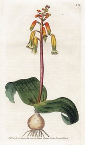 Kapstadt-Kuckuck - Lithographie von James Sowerby (1757-1822), Platte aus dem Botanical Magazine von William Curtis (1746-1799)