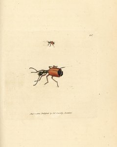 Carabus rotundicollis Käfer. Handkolorierter Kupferstich von James Sowerby aus The British Miscellany, or Coloured figures of new, rare, or little known animal subjects von James Sowerby