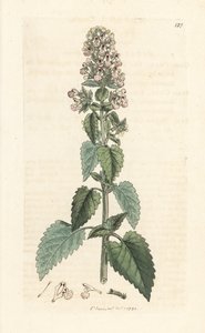 Katzenminze, Nepeta cataria