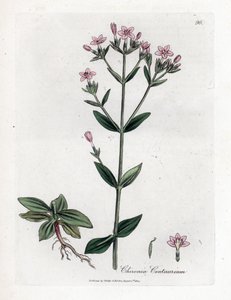 Tausendgüldenkraut, Chironia centaurium