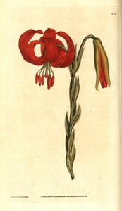 Chalzedonische Lilie - Chalzedonische Lilie, Lilium chalcedonicum. Handkolorierter Kupferstich und botanische Illustration von James Sowerby aus William Curtis