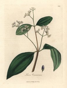 Zimtbaum, Laurus cinnamomum