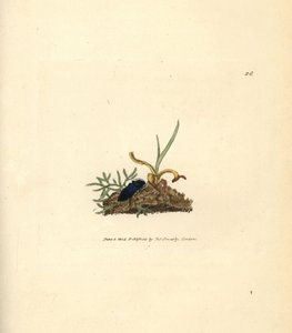 Schnellkäfer, Selatosomus aeneus (Elater cyaneus). Handkolorierte Kupferstichgravur von James Sowerby aus The British Miscellany, oder Coloured figures of new, rare, or little known animal subjects. von James Sowerby