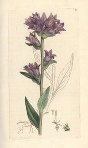 Knäuel-Glockenblume, Campanula glomerata von James Sowerby