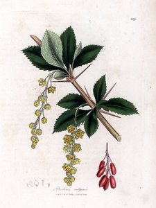 Gemeine Berberitze, Berberis vulgaris. Handkolorierter Kupferstich aus einer botanischen Illustration von James Sowerby aus William Woodville und Sir William Jackson Hooker