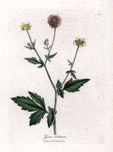Gemeiner Benoit oder Gras von Saint Benoit - Nelkenwurz, Geum urbanum. Handkolorierte Kupferstich-Illustration von James Sowerby aus William Woodville und Sir William Jackson Hookers „Medical Botany“, John Bohn, London von James Sowerby