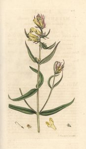 Wiesen-Wachtelweizen, Melampyrum pratense von James Sowerby