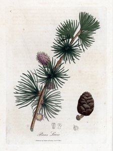 Gemeine oder Europäische Lärche - Europäische Lärche, Larix decidua. Handkolorierte Kupferstichgravur aus einer botanischen Illustration von James Sowerby aus William Woodville und Sir William Jackson Hooker