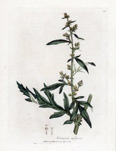 Gemeiner oder vulgärer Beifuß - Beifuß, Artemisia vulgaris. Handkolorierte Kupferstichgravur von James Sowerby aus William Woodville und Sir William Jackson Hooker