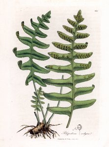 Gemeiner Tüpfelfarn oder Waldsüßholz (Farn) - Gemeiner Tüpfelfarn, Polypodium vulgare. Handkolorierte Kupferstichgravur aus einer botanischen Illustration von James Sowerby aus William Woodville und Sir William Jackson Hooker