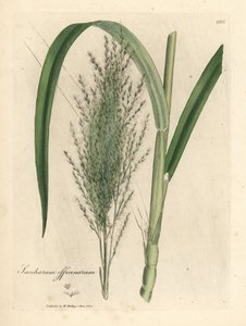 Gemeines Zuckerrohr, Saccharum officinarum von James Sowerby
