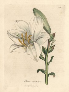 Weiße Lilie, Lilium candidum von James Sowerby