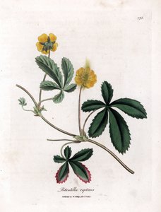 Kriechendes Fingerkraut, Potentilla reptans