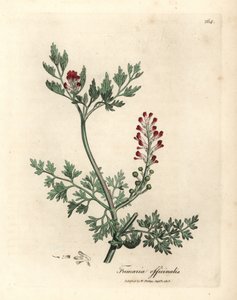 Purpurblühender Erdrauch, Fumaria officinalis