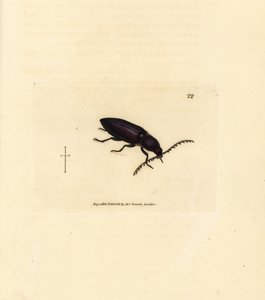 Kupferstecherkäfer (Elater chalybeus). Handkolorierter Kupferstich von James Sowerby aus The British Miscellany, oder Coloured figures of new, rare, or little known animal subjects. von James Sowerby