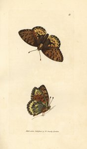 Dunkelgrüner Perlmuttfalter, Argynnis aglaia (Charlotte-Schmetterling, Papilio charlotta). Handkolorierter Kupferstich von James Sowerby aus The British Miscellany, oder Coloured figures of new, rare, or little known animal subjects.