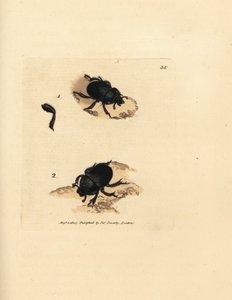 Mistkäfer oder Erdbohrender Mistkäfer, Geotrupes puncticollis (Scarabaeus spiniger). Handkolorierte Kupferstichgravur von James Sowerby aus The British Miscellany, oder Coloured figures of new, rare, or little known animal subjects. von James Sowerby