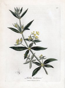 Färberkrapp, Rubia tinctorum von James Sowerby