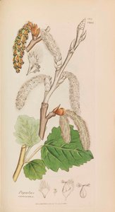 Englische Botanik, 1790-1800 von James Sowerby