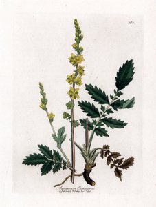 Eupatorischer Sauerampfer - Odermennig, Agrimonia eupatoria. Handkolorierte Kupferstich-Illustration von James Sowerby aus William Woodville und Sir William Jackson Hookers „Medical Botany“, John Bohn, London von James Sowerby