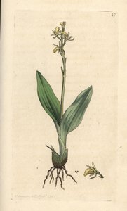 Sumpf-Stendelwurz, Liparis loeselii