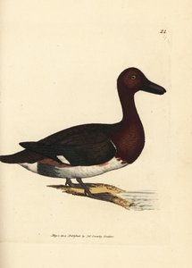Moorente, Aythya nyroca (Anas nyroca, Olivgetupfte Ente). Handkolorierte Kupferstichgravur von James Sowerby aus The British Miscellany, oder Coloured figures of new, rare, or little known animal subjects. von James Sowerby