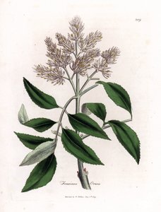 Blühender Eschenbaum, Fraxinus ornus. Handkolorierte Kupferstich-Illustration von James Sowerby aus William Woodville und Sir William Jackson Hookers „Medical Botany“, John Bohn, London von James Sowerby