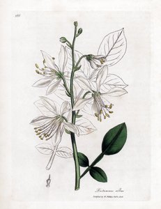 Fraxinelle - Weiße Fraxinelle oder Bastard-Diptam, Dictamnus albus. Handkolorierte Kupferstichgravur aus einer botanischen Illustration von James Sowerby aus William Woodville und Sir William Jackson Hooker