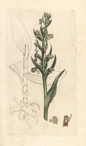Frosch-Orchidee, Dactylorhiza viridis. Handkolorierter Kupferstich nach einer Illustration von James Sowerby aus James Smiths English Botany, London von James Sowerby