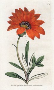Gazanie - Lithographie von James Sowerby (1757-1822), aus William Curtis