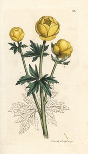 Trollblume, Trollius europaeus von James Sowerby