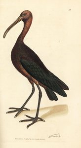 Glanzibis, Plegadis falcinellus von James Sowerby