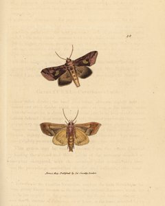 Goldglanz-Motte, Autographa bractea (Phalaena Noctua bractea). Handkolorierte Kupferstichgravur von James Sowerby aus The British Miscellany, oder Coloured figures of new, rare, or little known animal subjects.