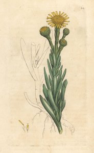 Goldene Queller, Limbarda crithmoides von James Sowerby