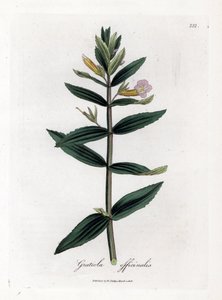 Gnadenkraut, Gratiola officinalis