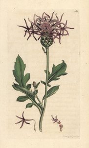 Große Flockenblume, Centaurea scabiosa von James Sowerby