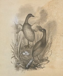 Lappentaucher